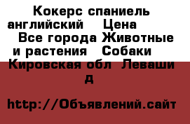 Кокерс спаниель английский  › Цена ­ 4 500 - Все города Животные и растения » Собаки   . Кировская обл.,Леваши д.